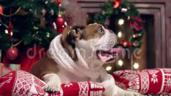 世界上最迷人的斗牛犬小狗玩圣诞玩具很可爱圣诞节的概念视频的预览图