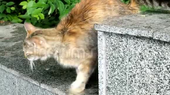 一只棕色的莫特利猫坐在混凝土表面上抓着它的背视频的预览图