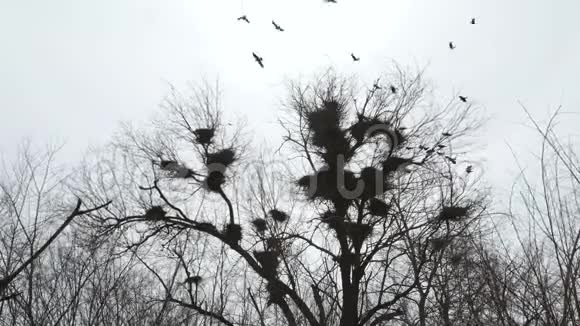 树上的乌鸦乌鸦在树上筑巢黑色乌鸦的剪影在雨天的背景上黑哨视频的预览图