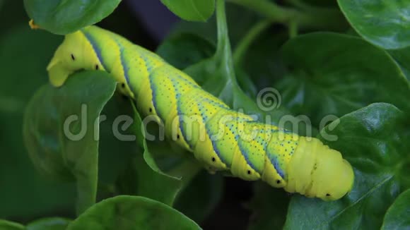 蝴蝶幼虫毛毛虫是破坏性害虫的菜园视频的预览图
