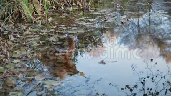 家庭倒映在水中倒映在湖中视频的预览图