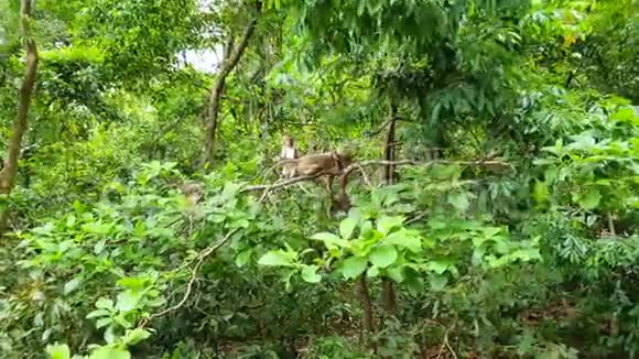 森林保护区的猴子可爱的猴子和妈妈视频的预览图