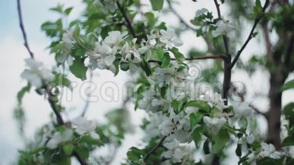 春天里一枝盛开的苹果树有着轻风盛开着美丽白花的苹果分支机构视频的预览图