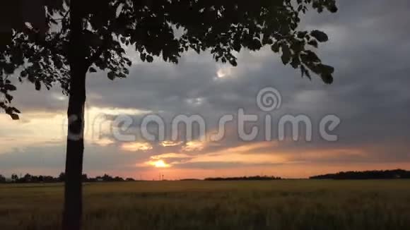 大麦地的夕阳把车开到田里视频的预览图