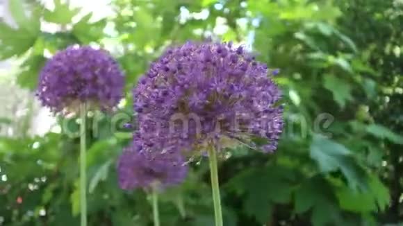 鲜花中的蜜蜂视频的预览图