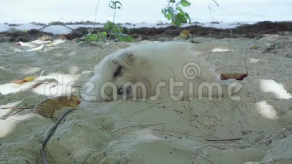 塞舌尔普拉斯林岛可爱有趣的毛茸茸的白色狗休息在沙滩上的沙子靠近动物醒来视频的预览图