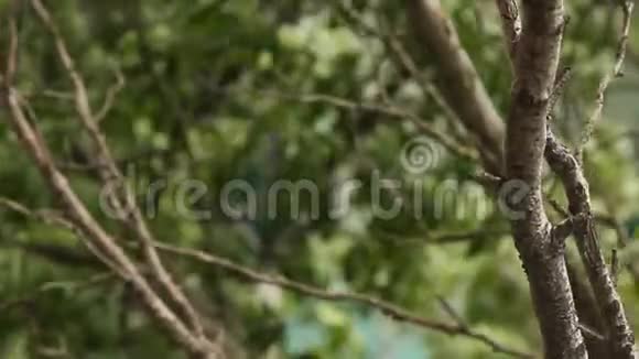 果树的树枝在花园里模糊的背景上迎风特写晴朗温暖的夏天视频的预览图
