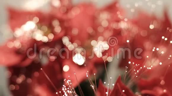 红色圣诞星与五颜六色的波克视频的预览图