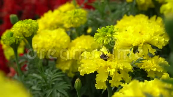 黄色万寿菊和大黄蜂收集花粉花园或公园里的花视频的预览图