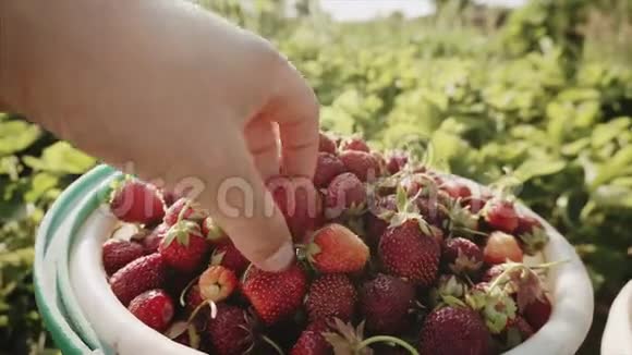 一个女孩从水桶里拿出一个草莓检查它视频的预览图