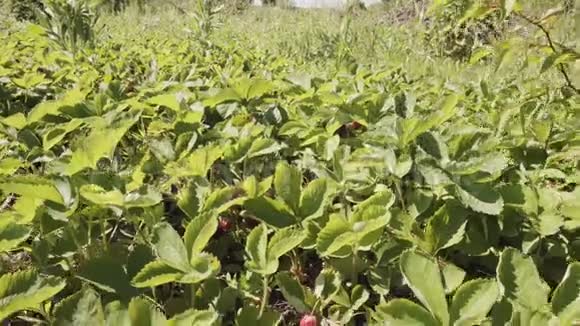 潘拍一个新鲜的成熟草莓有机收获在花园里视频的预览图