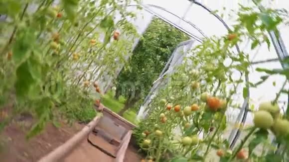 有西红柿的玻璃温室相机在旋转视频的预览图