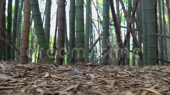 在竹林中徒步旅行的女腿关闭侧视图视频的预览图