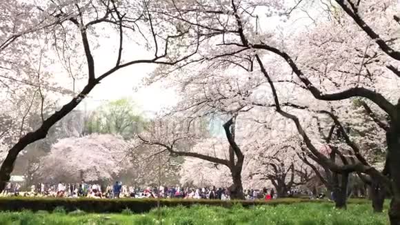 日本东京上野公园樱花看樱花是日本的习俗上野公园是日本第一个视频的预览图