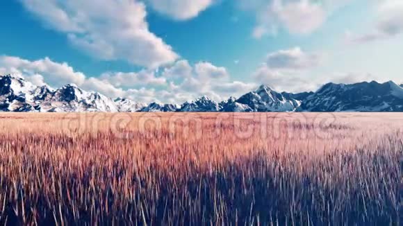 神秘的风景不寻常的草蓝天与云朝阳与山在远处美丽的夏天视频的预览图