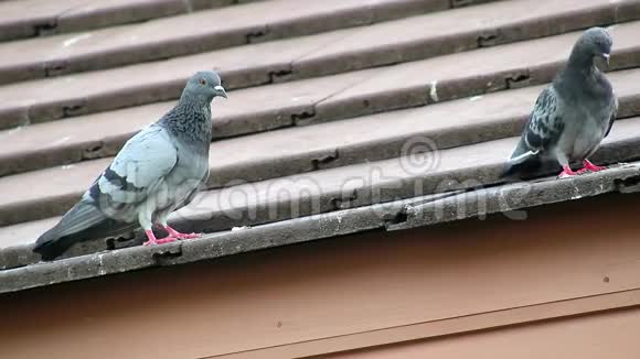 鸽子栖息在房子的屋顶上视频的预览图