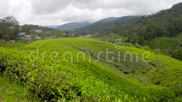 慢镜头广角拍摄的大茶园斯里兰卡概念旅行视频的预览图