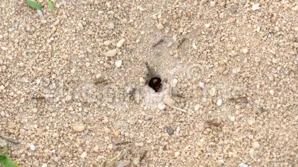 关闭黑花园蚁群的洞爬行和走进走出巢穴视频的预览图