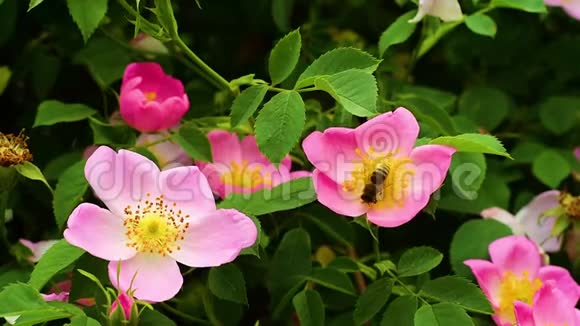 蜜蜂在春季采集花粉视频的预览图