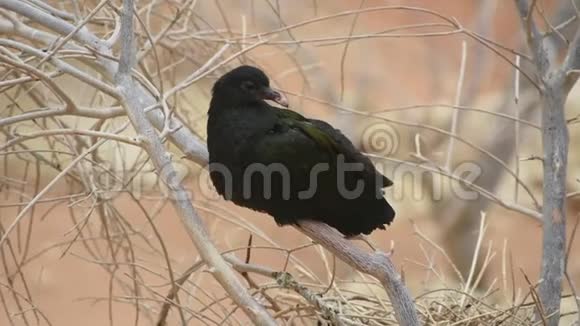 一只年轻的尼可巴鸽鸽子栖息在树枝上平静地环顾周围的环境视频的预览图