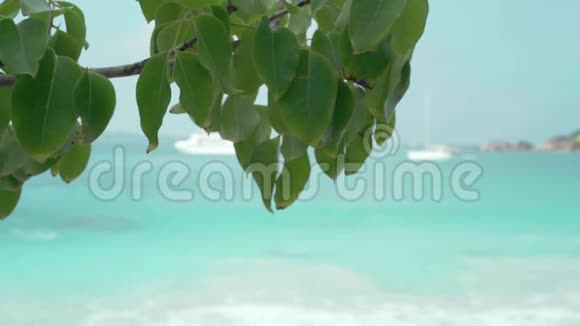 塞舌尔普拉斯林岛前景中有绿叶的树枝海景白色游艇模糊视频的预览图