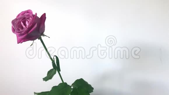 美丽的花朵白色背景的粉色玫瑰视频的预览图