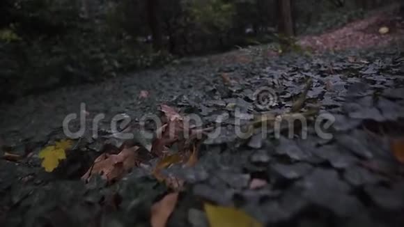 森林里的绿色常春藤地毯视频的预览图