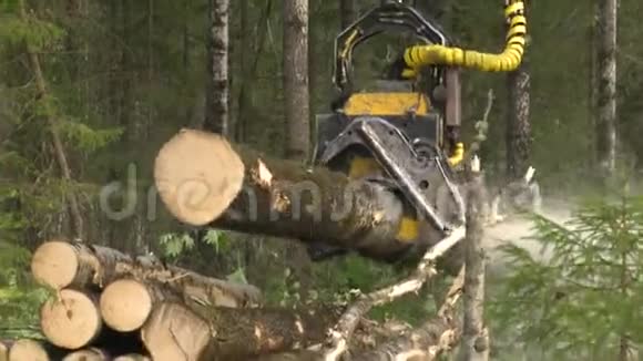夏天森林砍伐视频的预览图