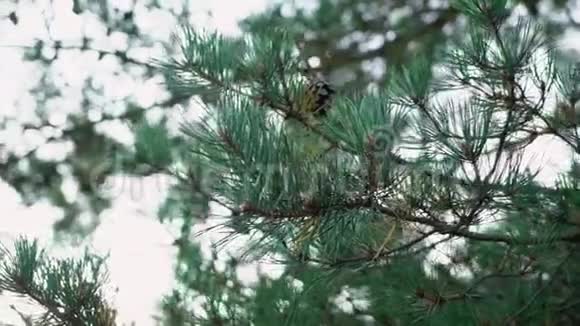 常绿杉或松树有针叶特写自然森林视频的预览图