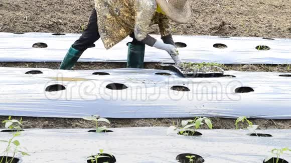 在农村农场种植黄瓜视频的预览图