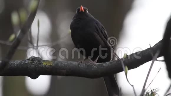 黄昏时分黑鸟坐在树枝上视频的预览图