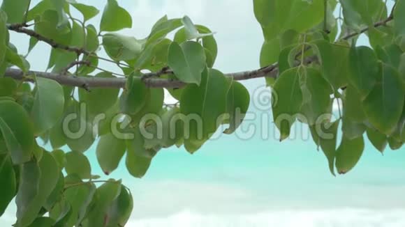 塞舌尔普拉斯林岛美丽的树枝前景是绿叶带有模糊白色游艇的海景视频的预览图