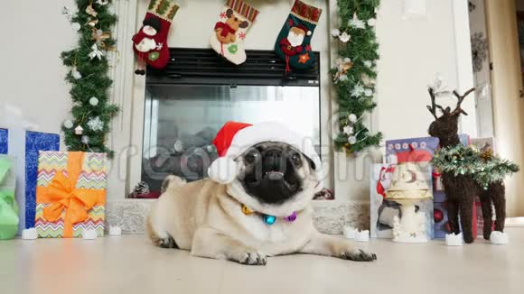 穿圣诞服装的搞笑小狗戴着圣诞帽看着镜头视频的预览图