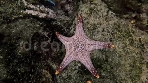 关闭鱼缸里的明星鱼视频的预览图