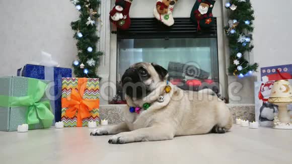 穿着圣诞服装看着镜头转过头的滑稽惊奇小狗的肖像视频的预览图