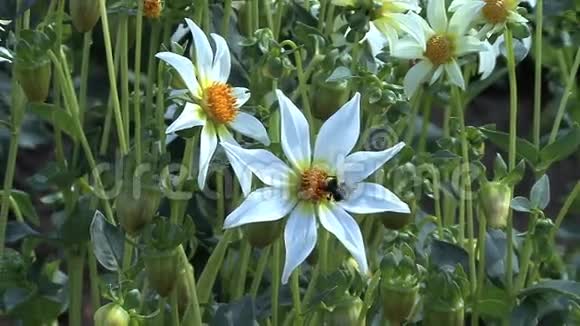 白色星号上的蜜蜂视频的预览图