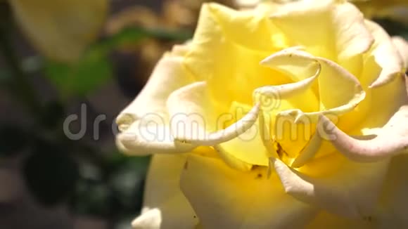 芽的一朵美丽的黄花特写美丽的黄色玫瑰在夏天在花园里盛开特写镜头花卉视频的预览图
