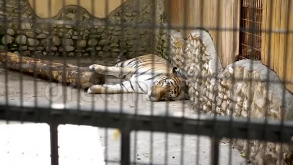 老虎在动物园里休息视频的预览图