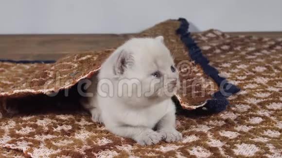 英国小猫坐在传统的棕色地毯上视频的预览图