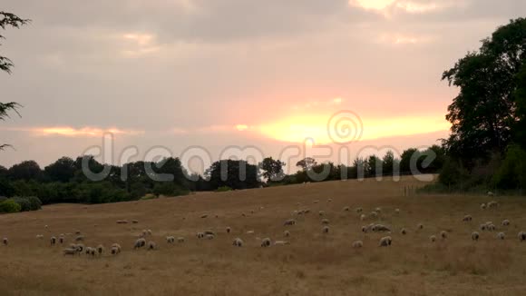 日落或日出时在英国乡村草地上放牧的羊群或羔羊视频的预览图