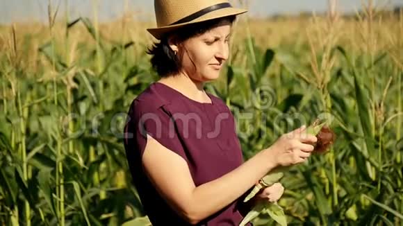 一个年轻的女农民站在玉米地的背景上在一个阳光明媚的夏天一个农夫手里拿着玉米视频的预览图