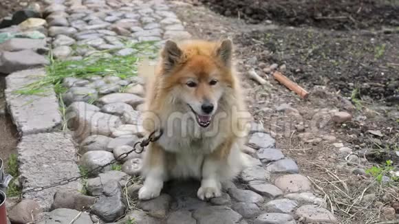 毛茸茸的红链警犬夏天的户外活动视频的预览图