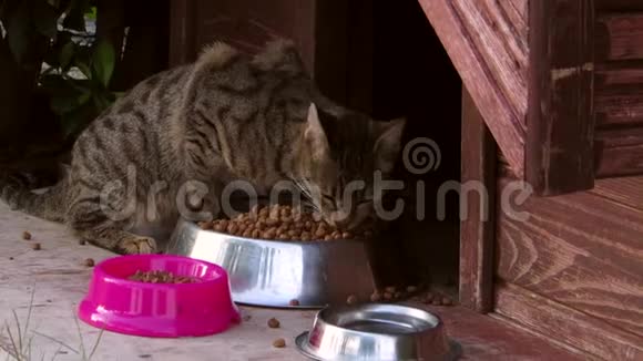 街猫吃它的饲料视频的预览图