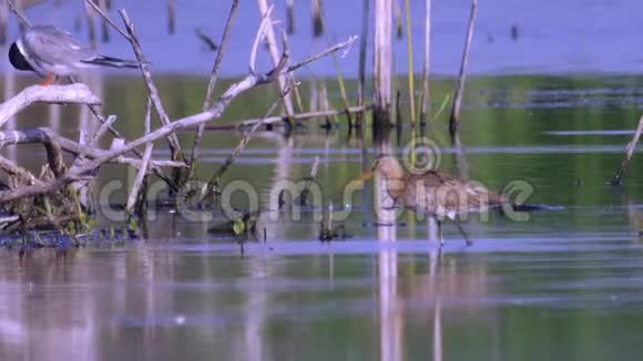 早上在沼泽里沼泽沙嘴获得食物普通燕鸥休息雄性沙嘴Ruff互相追逐视频的预览图