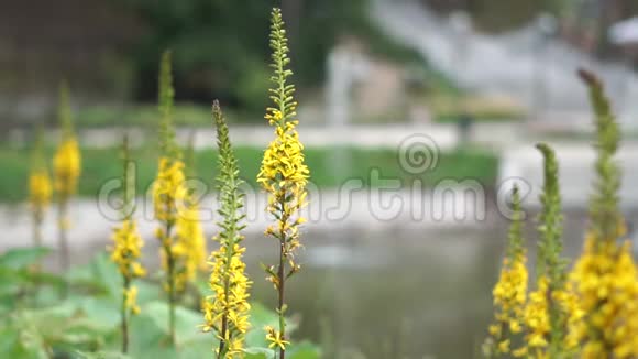 公园里黄色的花朵在缓慢的运动中特写视频的预览图