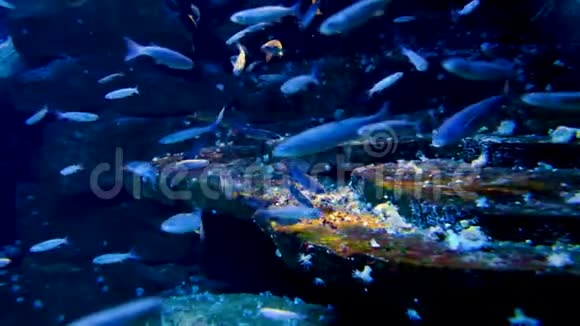 海洋水下海洋环境与海洋水族馆中的各种海洋鱼类视频的预览图