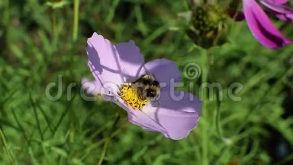 夏天一只蜜蜂在花园的阳光下采花蜜视频的预览图