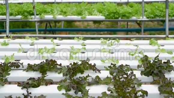 一排排生长在现代生态水培农场花园床上的新鲜多汁植物健康环保的概念视频的预览图