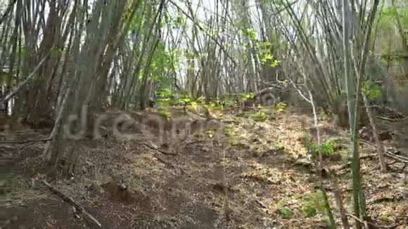 竹林自然视频的预览图