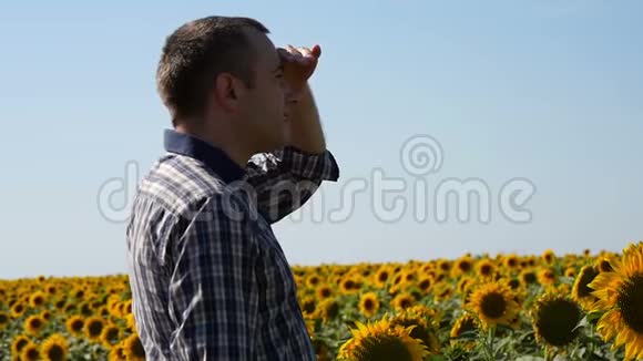 一个年轻的男性农民站在向日葵田在一个阳光明媚的夏天检查作物准备概念视频的预览图